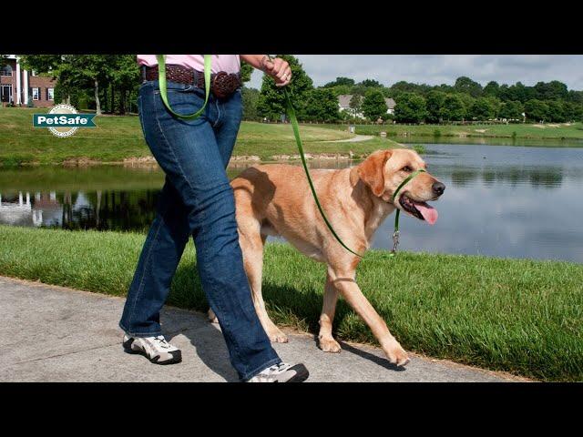 How To Fit the PetSafe® Gentle Leader®