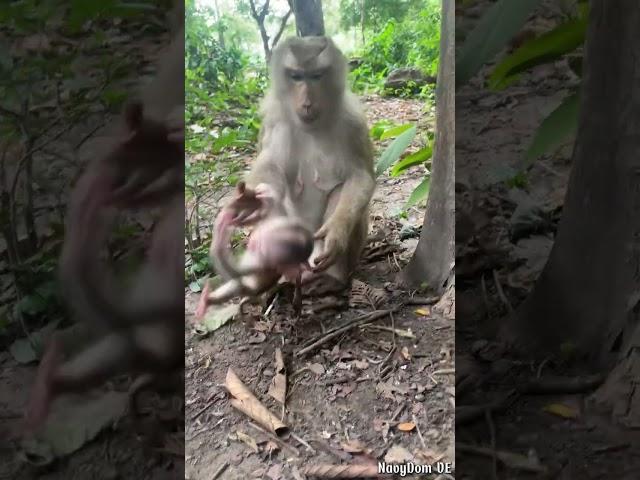 Lovely abandoned monkey in wild #monkey  #babylovermonkey #babymonkey #animals #babyprimate