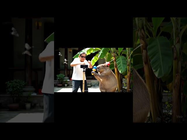 Lão Và Capy | Capy lần đầu quay tiktok bất ngờ thành IDO #veo3 #viral #funny #laovacapy #spacemedia