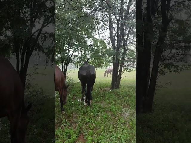 cloudburst, Merlin really does not like the rain, neither does Tessa.  Faye enjoys, Navara is steady