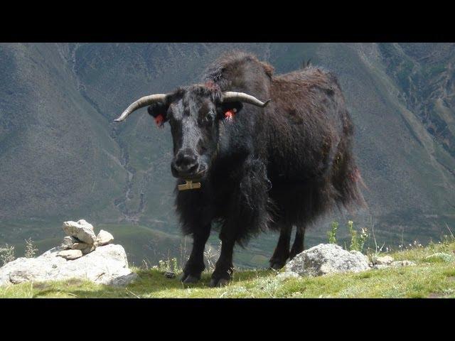 Tibetan Yaks   གཡག་