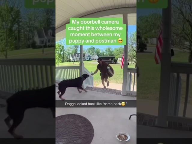 Dogs being idiots part 122 | Funny dogs compilation #funnydog #funnypet #cutedog #dog #dogsworld