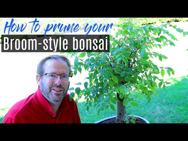 How to prune a bonsai tree for Broom Style | Zelkova Bonsai