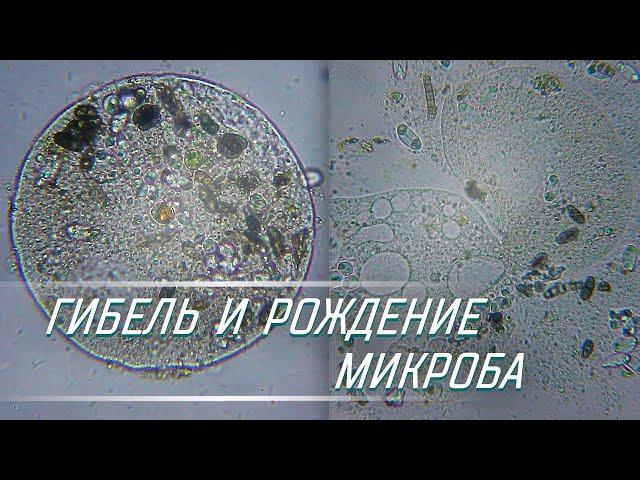 СМЕРТЬ И РОЖДЕНИЕ КЛЕТКИ ПОД МИКРОСКОПОМ - НЕОБЫЧНЫЙ КАДР