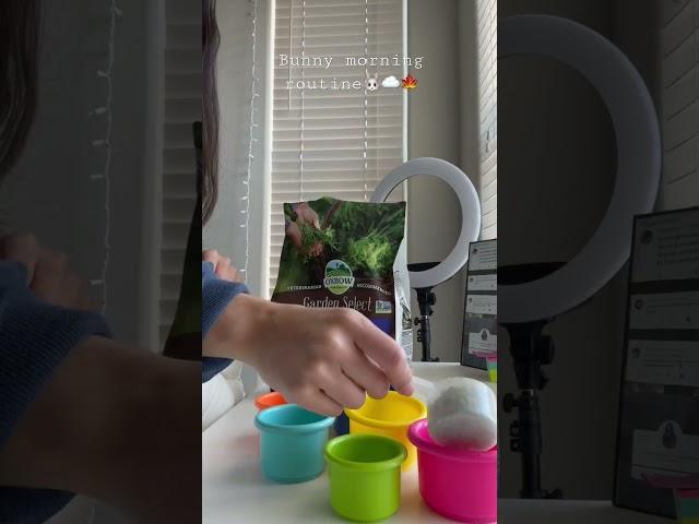 Bunny morning routine️