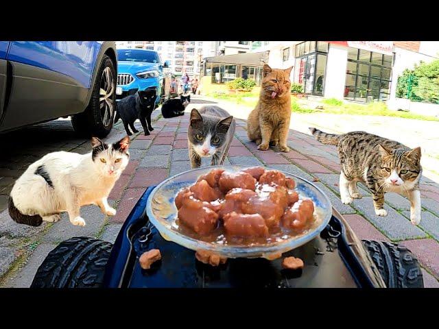 Feeding Homeless Cats with rc car