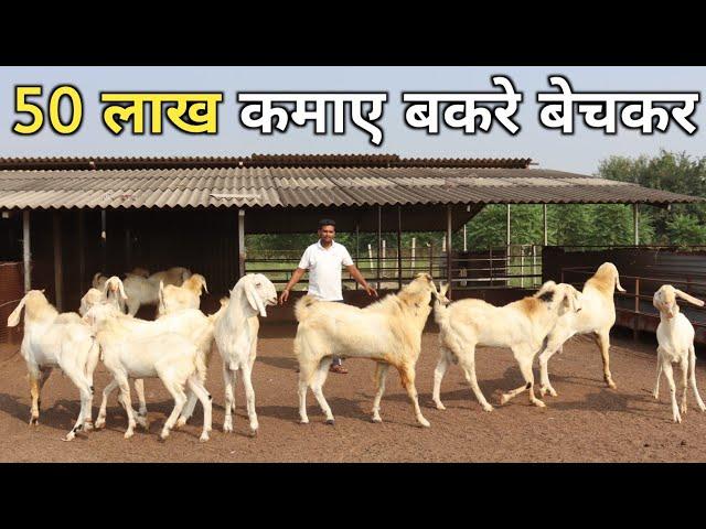 ऐसा शानदार Heavy Weight Goat Farm देख कर मज़ा ना आए तो बोलना  | Goat Farming | Heavy Weight Goat