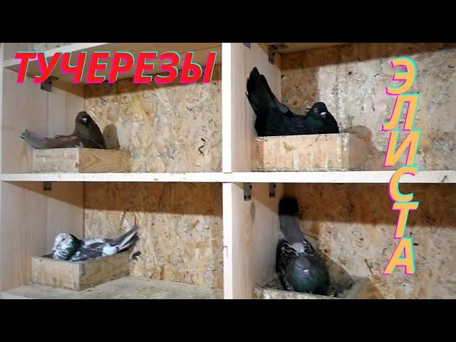 Безкружные Николаевские голуби в Элисте! #pigeons #tauben #göyərçinlər