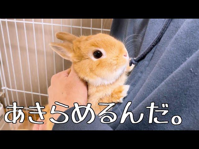 うさぎに抱っこをあきらめさせる方法【ネザーランドドワーフのコッペ】