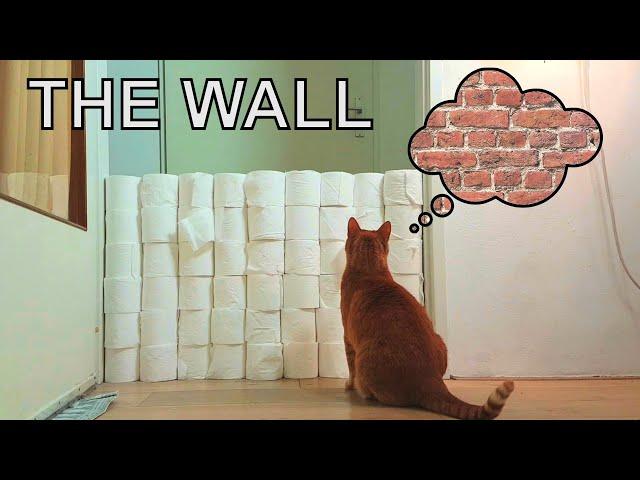 Alvi cat : toilet paper wall - jumping skills test