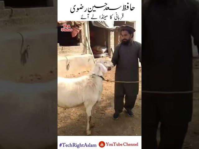 Hafiz Saad Hussain Rizvi Ka Menda | Saad Hussain Rizvi video || #shorts ||