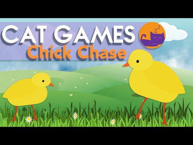 Baby Chick CHASE - Games for Cats on Screen