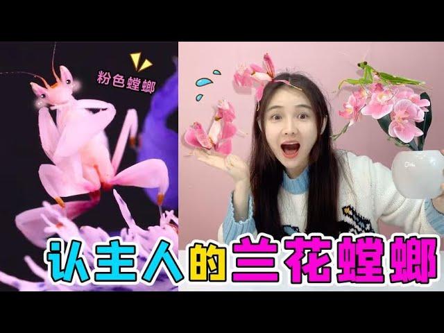 Raising 2-yr-old orchid mantis challenge! 98 yuan for mantis baby  owner recognition?