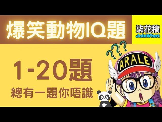 超爆搞笑動物IQ題 20題 - 總有一題你唔識 | 柒花稿