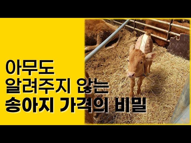 연매출 13억 한우농장의 수익률 높이는 노하우