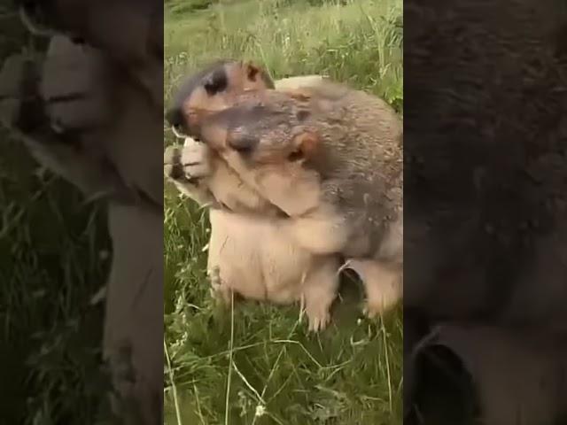 Top 5 Capybara #memes
