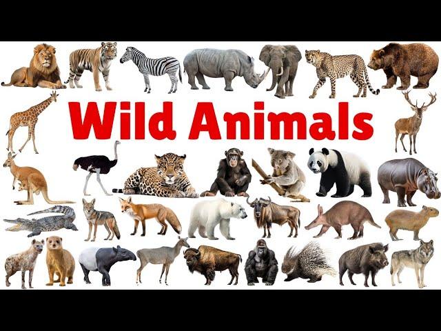 Wild Animals for Kids | Wild Animals vocabulary| wild animal names #animals #wildanimals