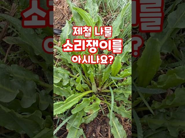 봄나물 제철나물 소리쟁이를 아시나요? #shorts