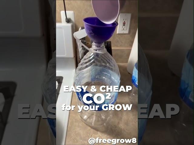 Boost your Buds | Easy & Cheap CO2 for your Grow | Fast Buds Grower Tip by freegrow8 #shorts