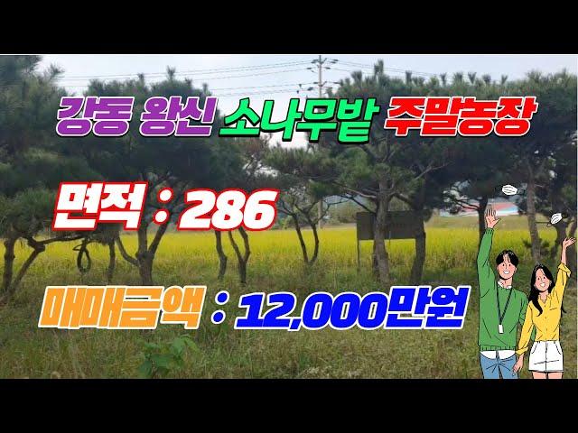 404. 왕신리 주말농장매매 소나무를 키우는 강동 주말농장매매 도로에서 가까운 경주주말농장매매 ﻿꿀튜브