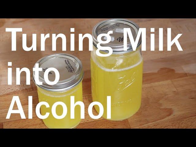 Making Blaand - Viking Fermented Alchoholic Milk Drink [Recipe] | Flavor Lab