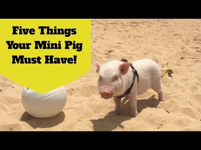 New Mini Pig Owner? Five Things You Must Buy!