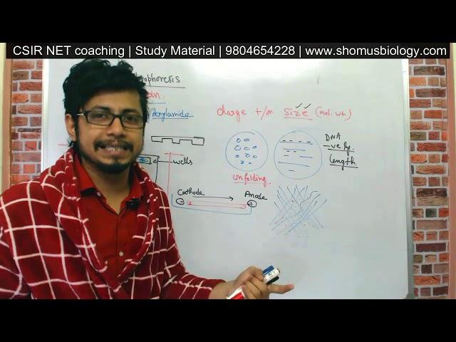 Gel electrophoresis procedure explained | agarose gel electrophoresis of DNA