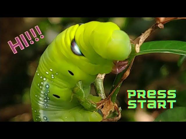 Asian Caterpillar 3 Minutes Smart Nature 4K