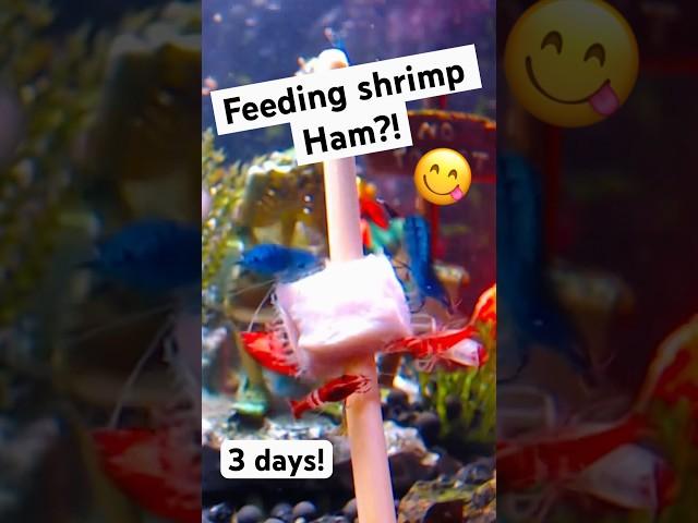 Feeding our pet shrimp ham! (3 Days!) #shrimp #aquarium #shorts