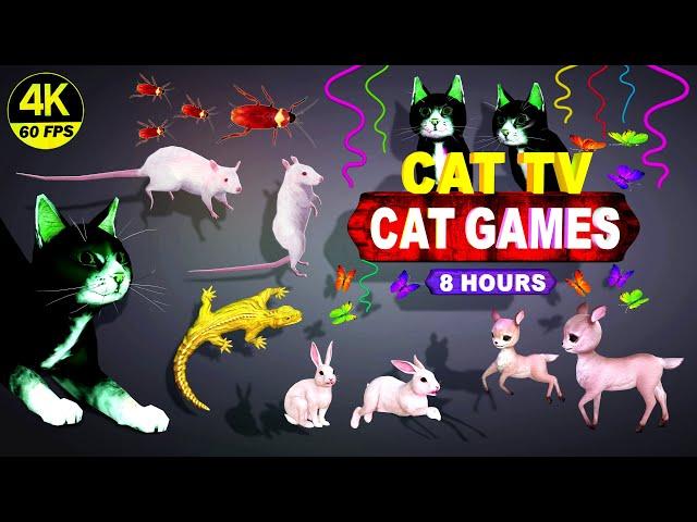 CAT GAMES | THE MOST FAVORITE CAT TV COMPLATION FOR CATS TO WATCH | BEST VIDEOS FOR CATS | 