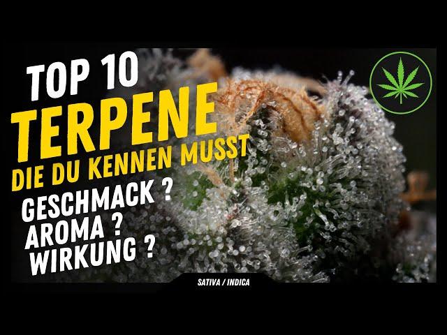 Top 10 der Wichtigsten Terpene und ihre Wirkung um die richtige Sorte zu finden , die für dich passt