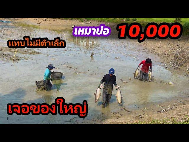 เหมาบ่อ 10,000 บาท มีแต่ตัวใหญ่ๆ แทบไม่มีตัวเล็ก | Ep.205