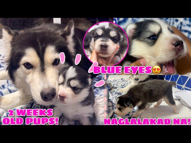 Thunder’s Early Developed Pups! | ANG BILIS NILA LUMAKI! | Husky Pack TV