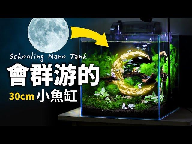 水族三大名草是誰？誰說魚缸造景就是山水而已？新手的30cm立方設缸教學！Aquascape Tutorial : 30cm MOON CUBE TANK Adding Schooling Fish.