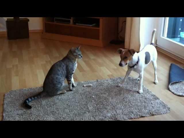 Bengalen Kater und Dansky Hündin streiten um Knochen