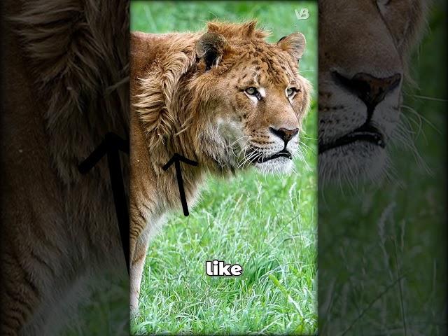 Liger or Tigon?