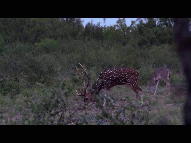 High Shoulder Shot on South Texas Axis