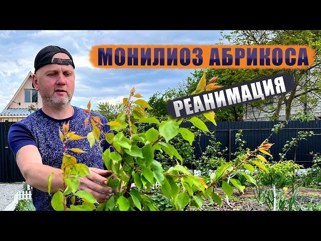 Монилиоз абрикоса. Реанимация.