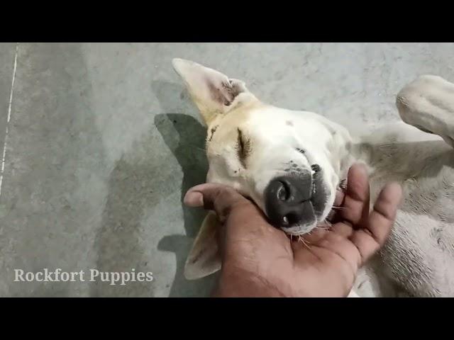 street dog suddenly play with me / Rockfort puppies