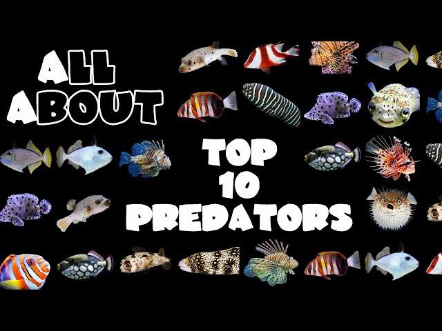 Top 10 Fish for a Predator Saltwater Tank