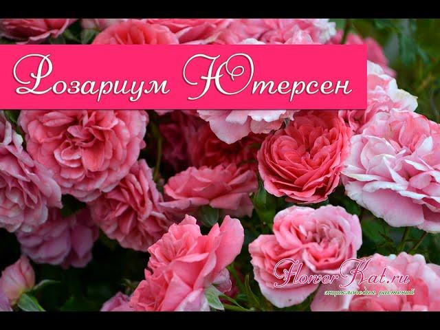 Роза Розариум Ютерсен / Rosarium Uetersen (куст)