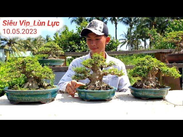 Siêu Vip Lùn Lực.Mai Chiếu Thủy Đa Dạng Vườn BonSai Hoàng Tấn Chợ Lách Bến Tre (Lh 0975282803)