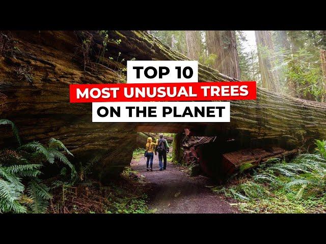 TOP 10 Most Unusual Trees On The Planet