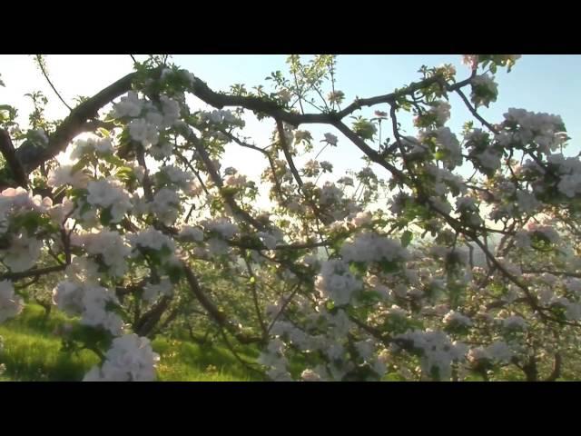 ВИА "Пламя" - Белые крылья