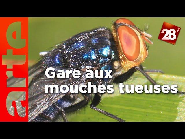 Intéressant : Que faire contre les mouches tueuses ? | 28 minutes | ARTE