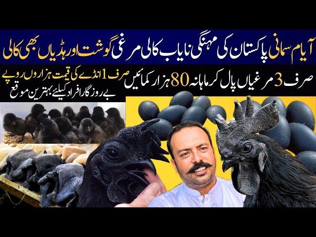 Ayam Cemani Hen Farming Pakistan Most Profitable Business | Ayam Cemani Chicks & Aggs Price