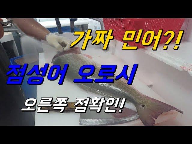 점성어 회뜨기_점민어 점성어 오로시_how to fillet a huge red drum fish