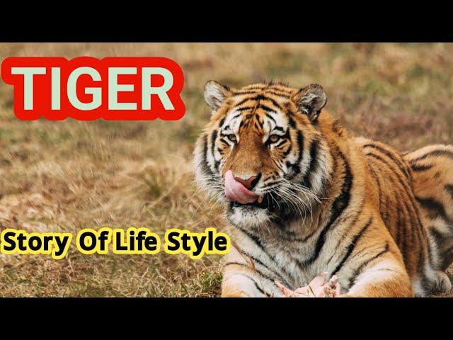 Largest tiger documentary in the world|The survival of a Tiger|tigers wildlife documentary nature