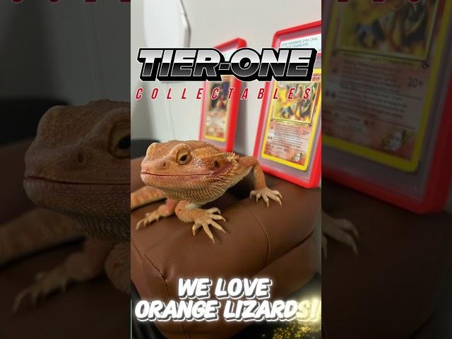 At Tier One Collectables, we love orange liZARDs #charizard #charizards #beardeddragon #pokemon