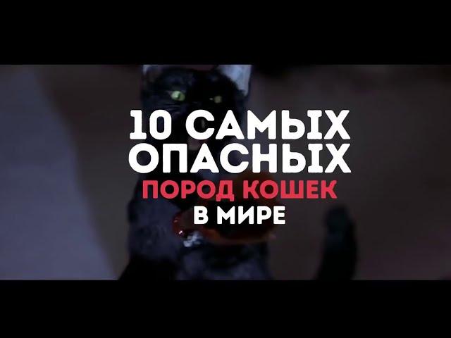 ТОП 10 самых опасных пород кошек в мире